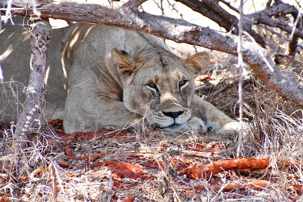 Tsavo East National Park